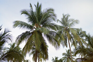 Fototapeta na wymiar Serenity awaits. Beautiful palm tree tops against a serene sky.