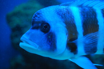 blue fish face in the zoo