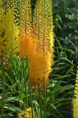 Blooming foxtail lilies, scientific name Eremurus
