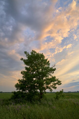 Obraz na płótnie Canvas alone tree at the sunset in the field