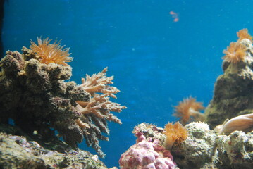 anemones in the aquarium