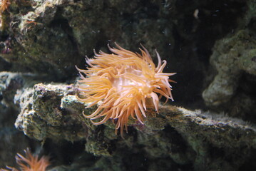 anemones in the aquarium