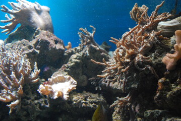 anemones in the aquarium - obrazy, fototapety, plakaty