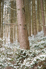 Obraz premium Forest covered in snow, trunks of fir trees, winter in Germany frosty scenery in wintertime, climate and environmental issues
