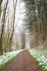 Forest covered in snow, trunks of fir trees, winter in Germany frosty scenery in wintertime, climate and environmental issues