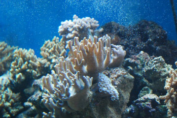 anemones in the aquarium © TK_Office