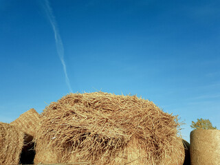 Harvesting hay in a field in the fall for farm animals. High quality photo. 