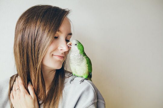 Cute green domesticated parrot snuggling on the shoulder of the owner feeling warm, comfortable and likes cuddling and  kissing. Monk Parakeet. Natural light photo
