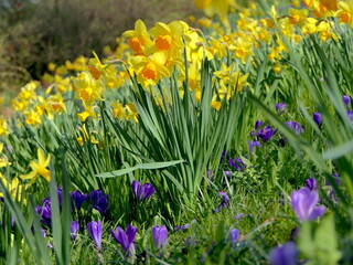 Narzissen in der Blüte