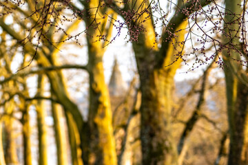 Fototapeta premium Frühlingsbeginn auf der Insel Mainau