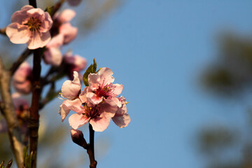 Fiore di primavera con il cielo di sfondo