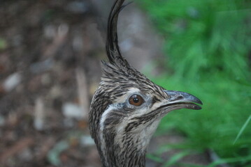 Elegant crested tinamou in the zoo