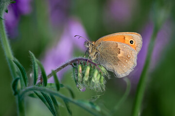 butterfly Coenonympha pamphilus in a meadow