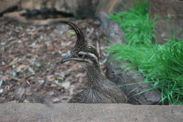 Elegant crested tinamou in the zoo