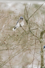 nature vermont in winter