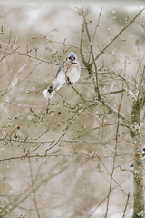 nature vermont in winter