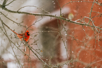 nature vermont red cardinal