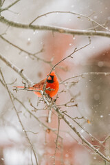 nature vermont red cardinal in snow