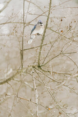 nature vermont blue jay