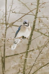 nature vermont Blue Jay in winter