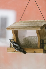 nature vermont bird at feeder woodpecker