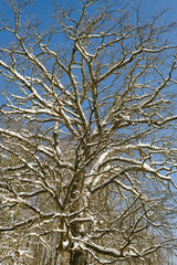 nature vermont old snowy tree