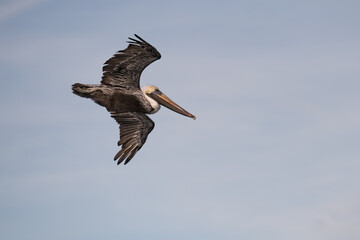 pelican in flight