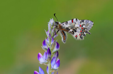 Forest Scalloped butterfly (Zerynthia cerisyi) on a lilac-colored flower