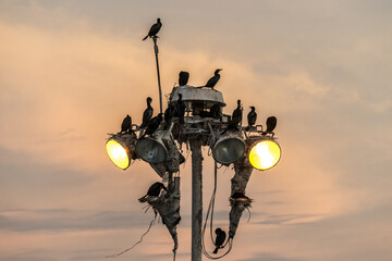 street lamp in the sunset