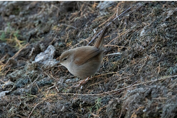 Cetti's Warbler in South Spain.