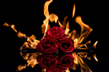 Burning Love and passion Red roses surrounded by flames on a black reflective surface taken at a low angle. Great for Love, anniversaries, wedding, valentines.