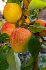 Big ripe red braeburn apples hanging on tree ready to harvest