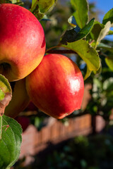 Big ripe red braeburn apples hanging on tree ready to harvest