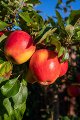 Big ripe red braeburn apples hanging on tree ready to harvest