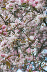 pink crab apple blossoms in spring
