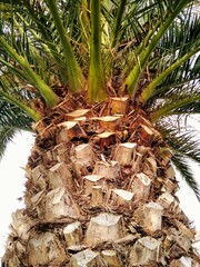 The trunk of a large palm tree.  Portugal.