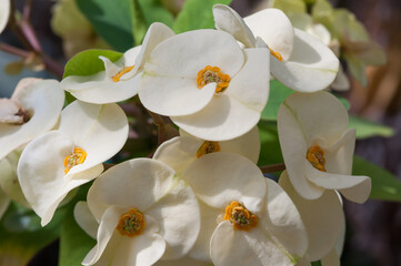 Euphorbia milii blossoms (?) or flat white petals close up