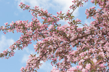 pink crab apple blossoms in spring
