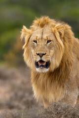 Male lion, Addo Elephant National Park