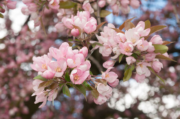 close up of pink crab apple blossoms in spring