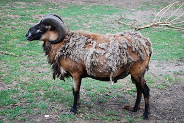 Cameroon sheep lose its wool © TK_Office