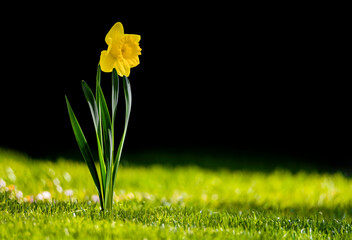 Narcissus flower or daffodil in green grass with side light and with dark background. A single, solitary yellow flower in a spring landscape.