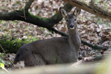 Naklejka na ściany i meble A female roe deer watches me in the undergrowth of a deciduous forest 