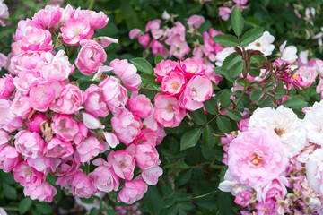 pink rose bush