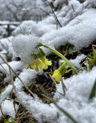 Schl&uuml;sselblume (Primula) im Schnee