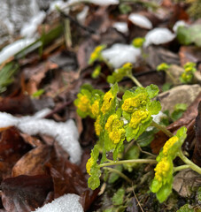 Milzkraut (Chrysosplenium)