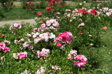 view of the rose garden in summer