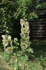 hollyhocks and chestnut in an enclosed garden