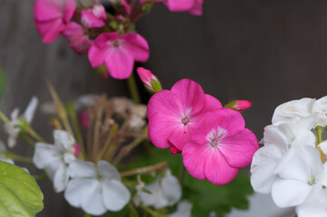 hot pink and white geranium blossoms on a dark background