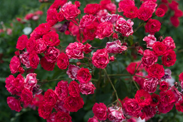 miniature red roses in the garden